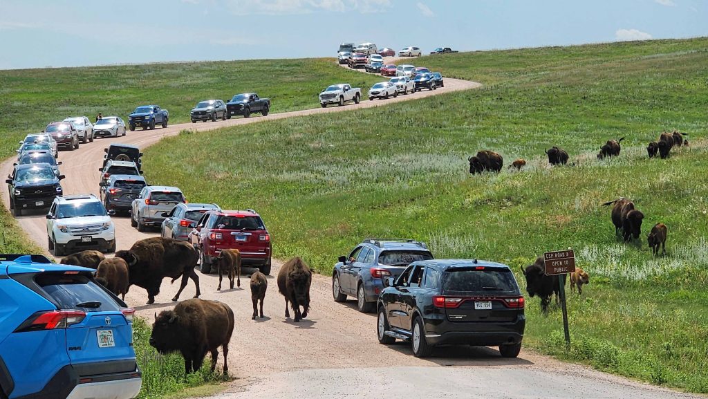 Bison cross road with traffic jam in Black Hills of western South Dakota.