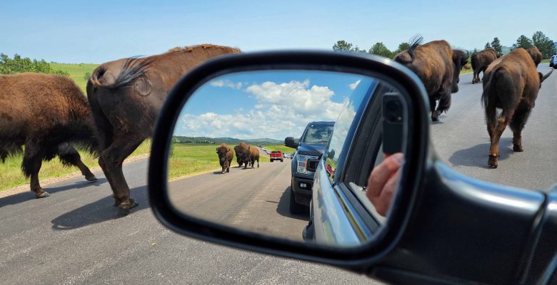 Buffalo appear in the rear view mirror along a road in the Black Hills of South Dakota.