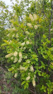 Saskatoon berry bush with white blooms.