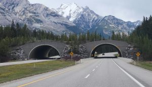 highway overpass designed with vegetation on top for wildlife crossing