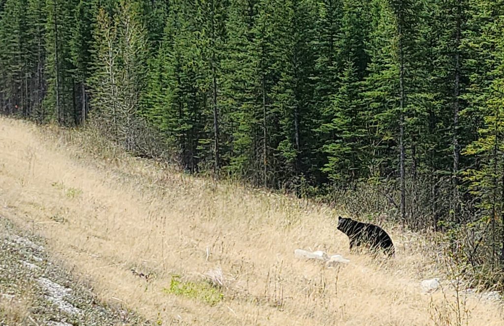 black bear sitting in grass