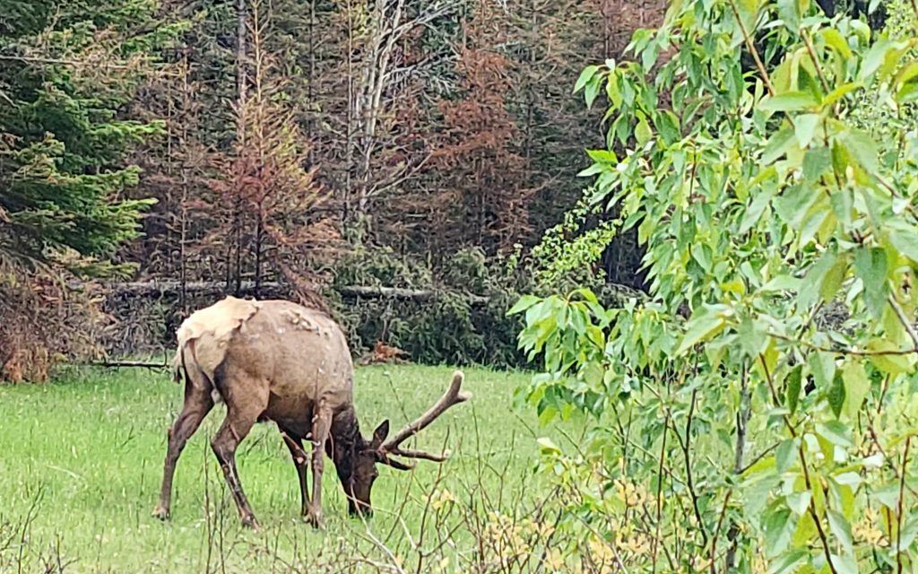 Elk grazing in Jasper National Park.