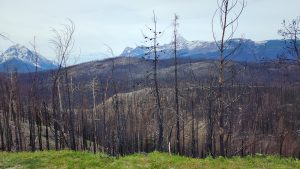 Charred trees standing along Icefields Parkway in Jasper National Park.
