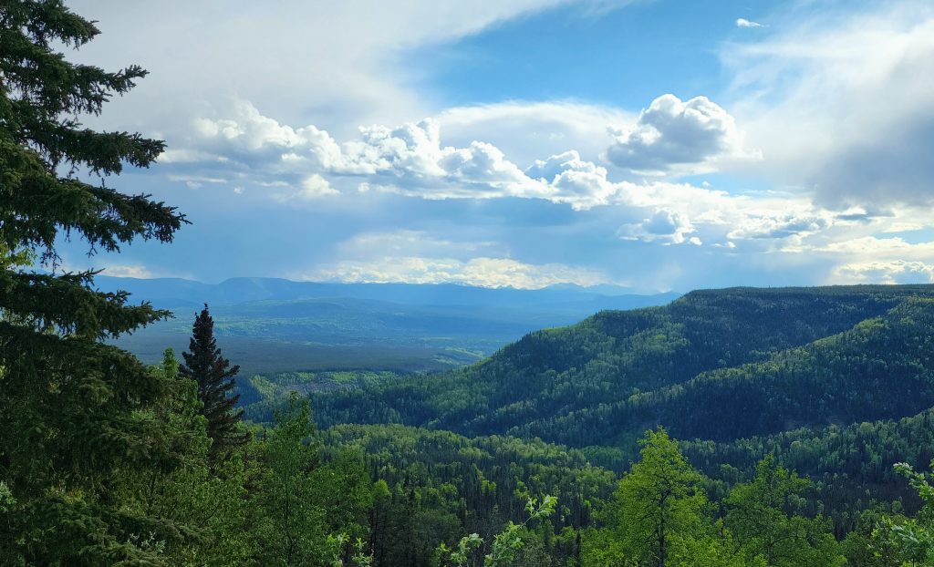 tree covered mountains