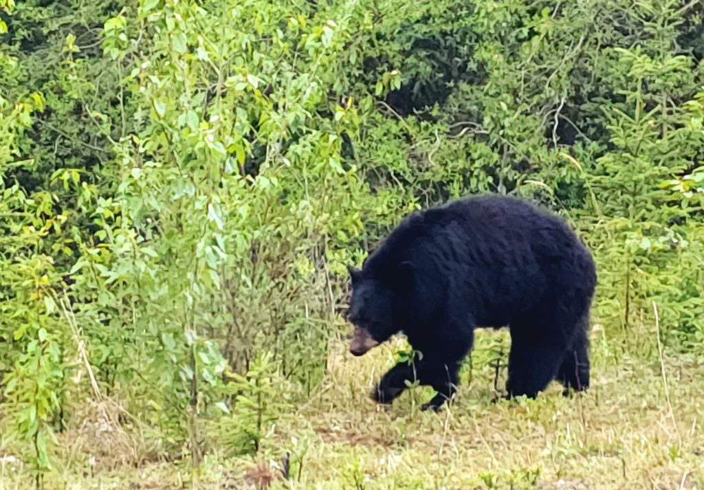 black bear walking in the grass along the Alaska Highway