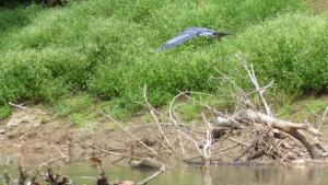A heron leapfrogged from fallen tree to fallen tree for the four miles up AND then returned the entire four miles back down the Green River.