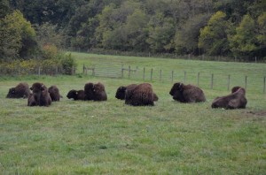 Buffalo (1) 